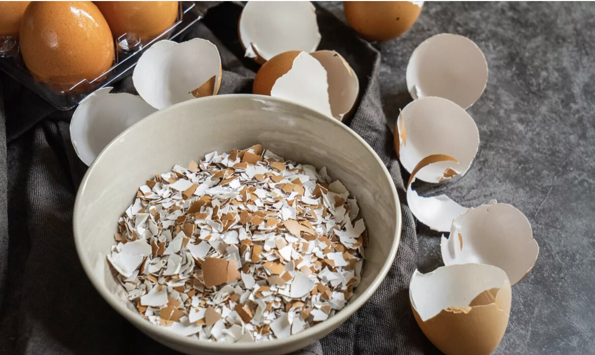 Какая польза от яичной скорлупы для человека. Порошок скорлупы куриных яиц. Скорлупа яиц. Тонкая скорлупа у куриных яиц. Скорлупа полезна.