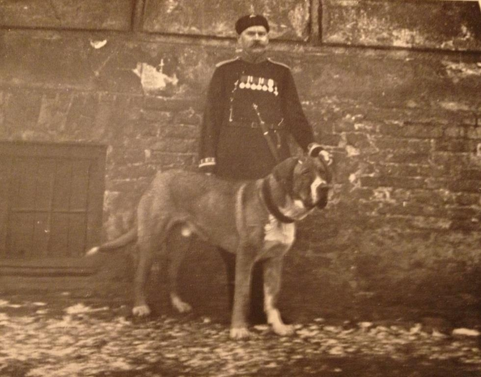 меделянская собака куприн. русский мастиф меделян. русский мастиф меделян. меделянская собака куприн. собака куприна сапсан порода.