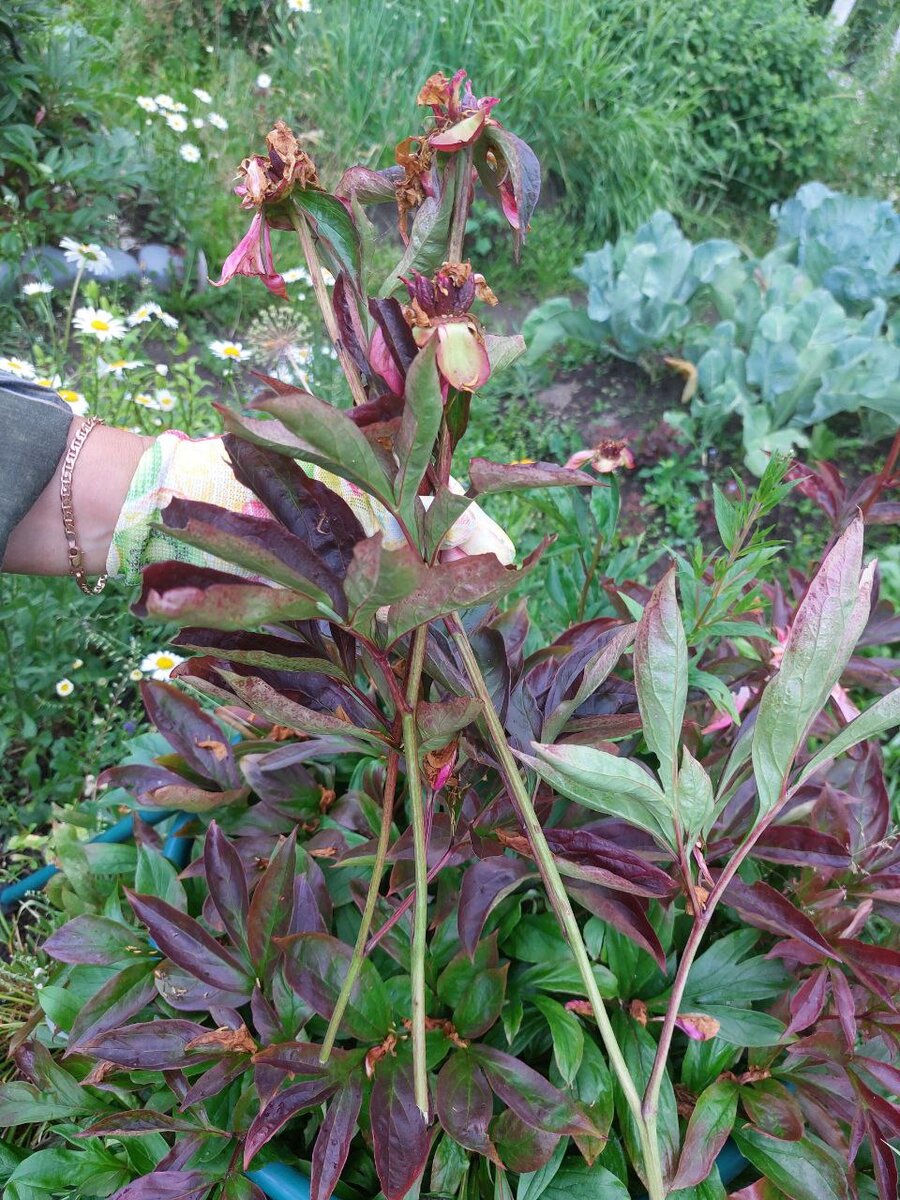 Фото автора Пионы отцвели. Листайте галерею
