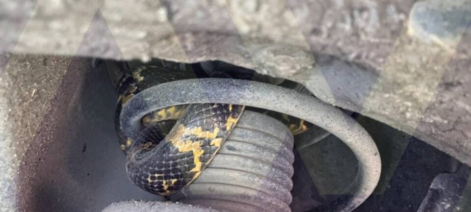 Казалось бы, обычный шланг… Кадр из видео