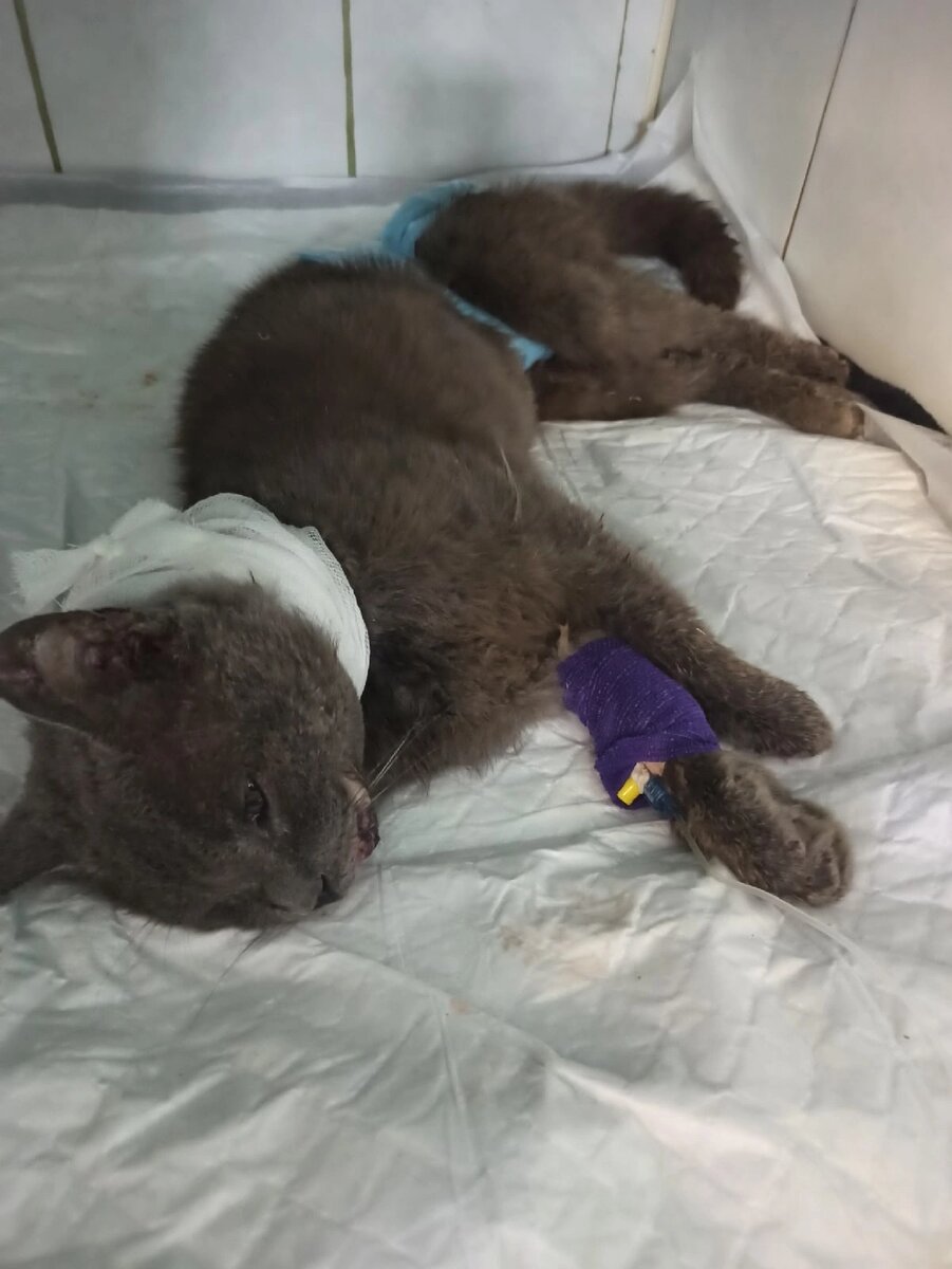 Пожалуйста,  не проходите мимо таких животных.  Им нужна наша помощь. Мимо этого расшибленного кота долго проходили люди. Другие - давали покушать корм🤨