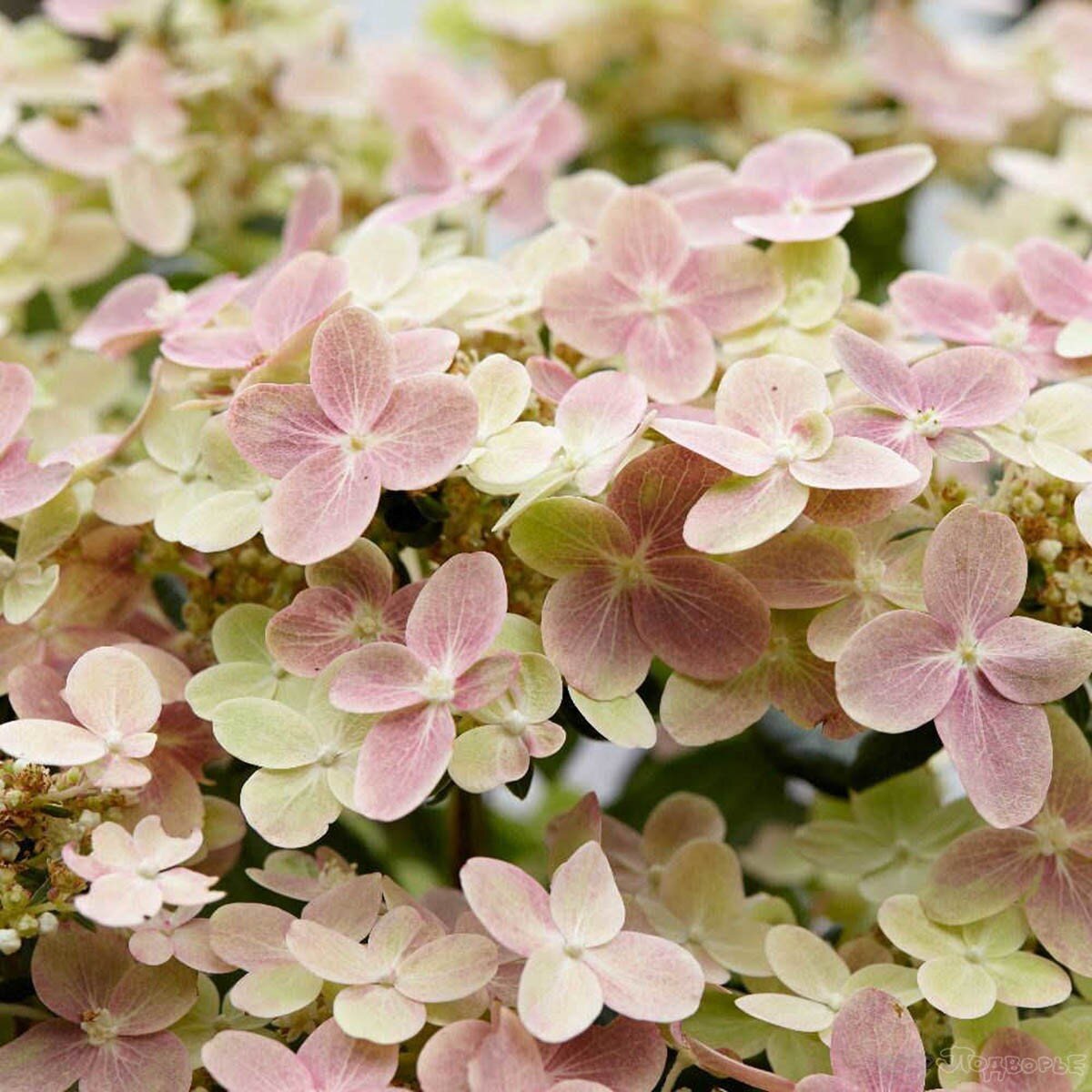 Hydrangea paniculata Polestar