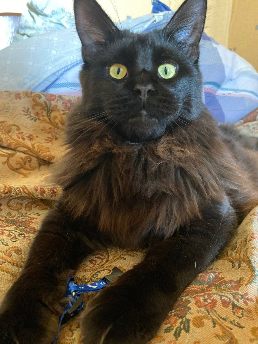 Мой зверь по кличке А