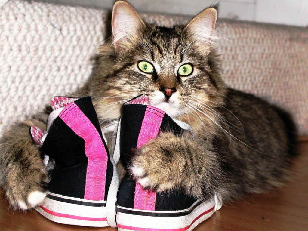 запаха от кошки в обуви