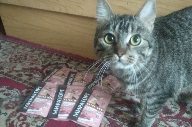    Фото: Из архива/ Инициативная группа по защите животных г. Тверь