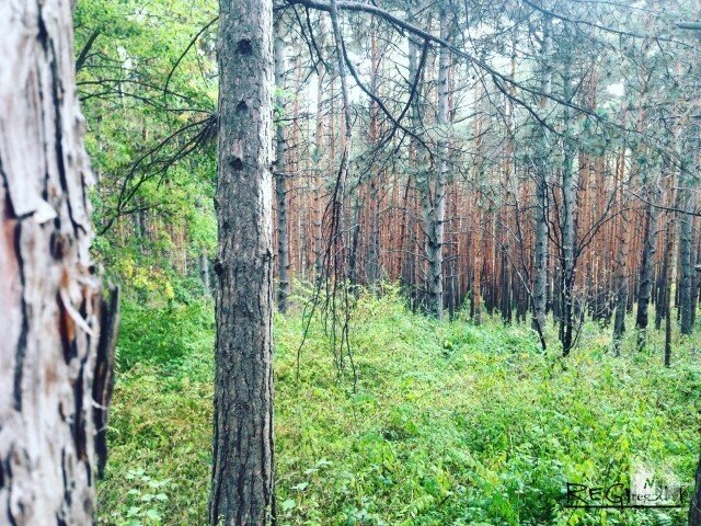    В лесу Екатерина Булатова © ИА REGNUM