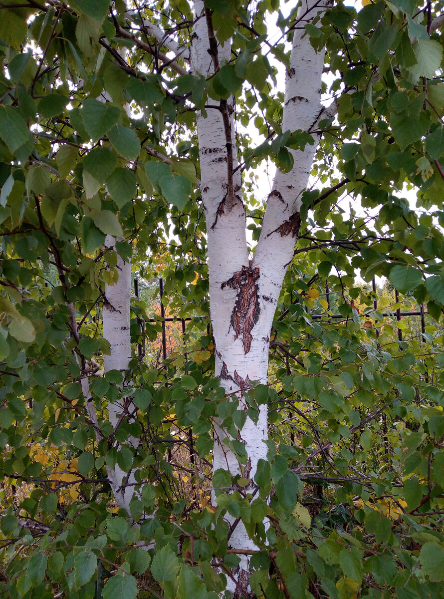 фото автора. Лето.