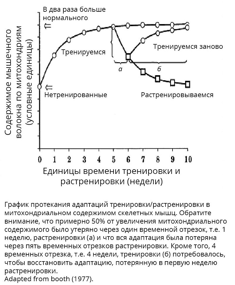 Таблица времени восстановления мышц Шпаргалка по применению эффективного научного подхода к тренировкам и спорту "Пу
