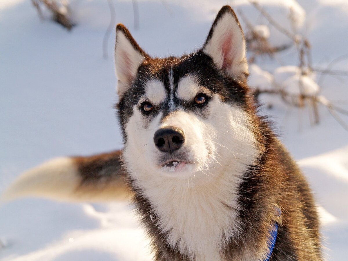 Dogs us. Хаски с.080. Украли собаки хаски.