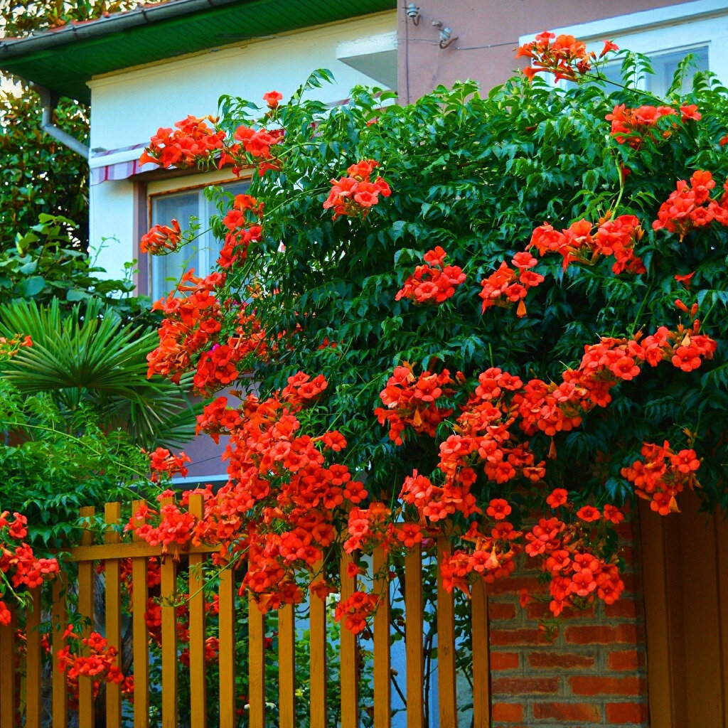 Одна из быстрорастущих многолетних лиан.