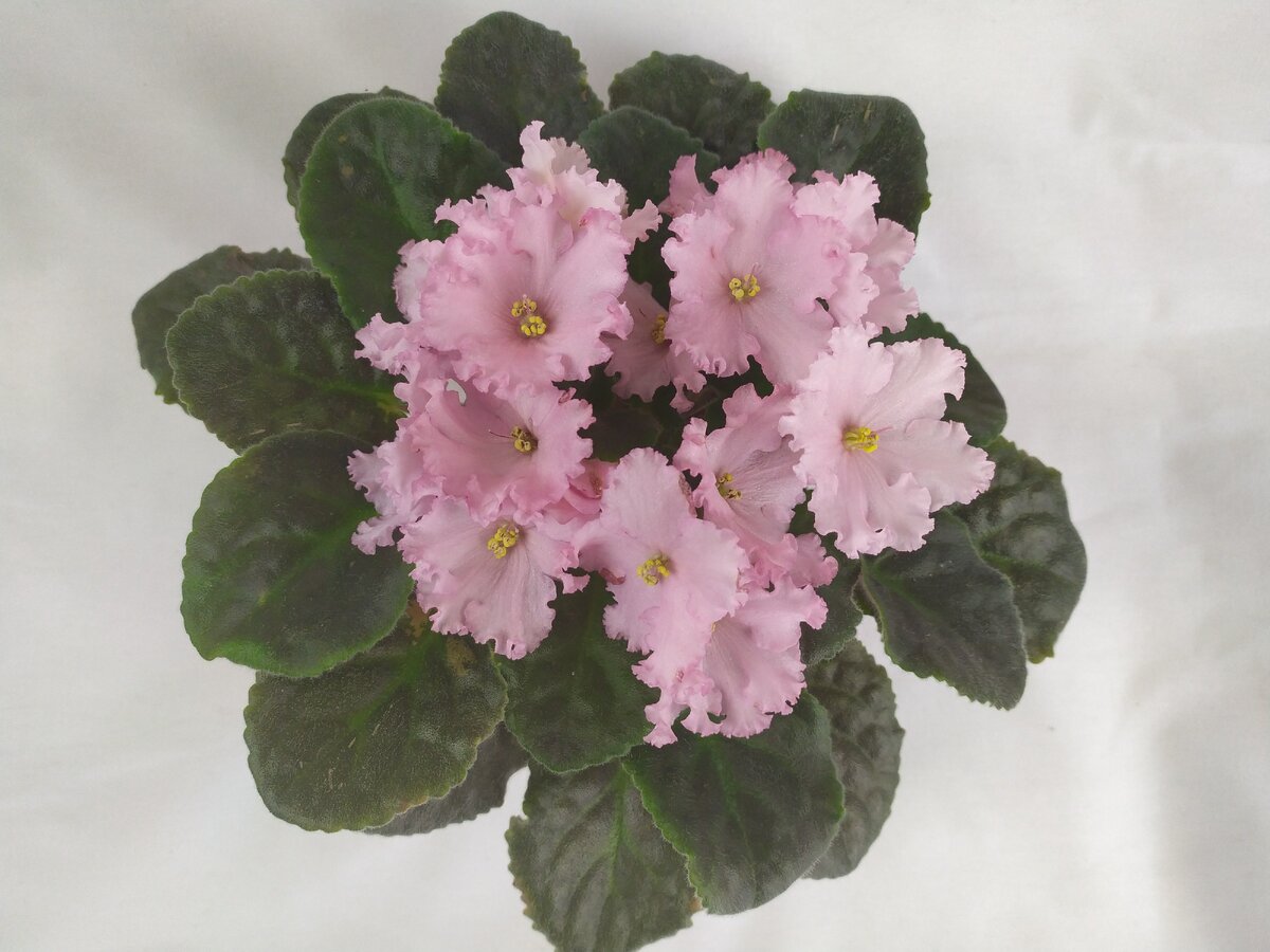 'ЛиК-Степной Ветерок', июль 2020