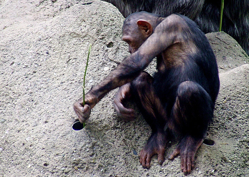 Шимпанзе использует ветку для проверки отверстия в земле в зоопарке. Фото Mr. Theklan (flickr.com)