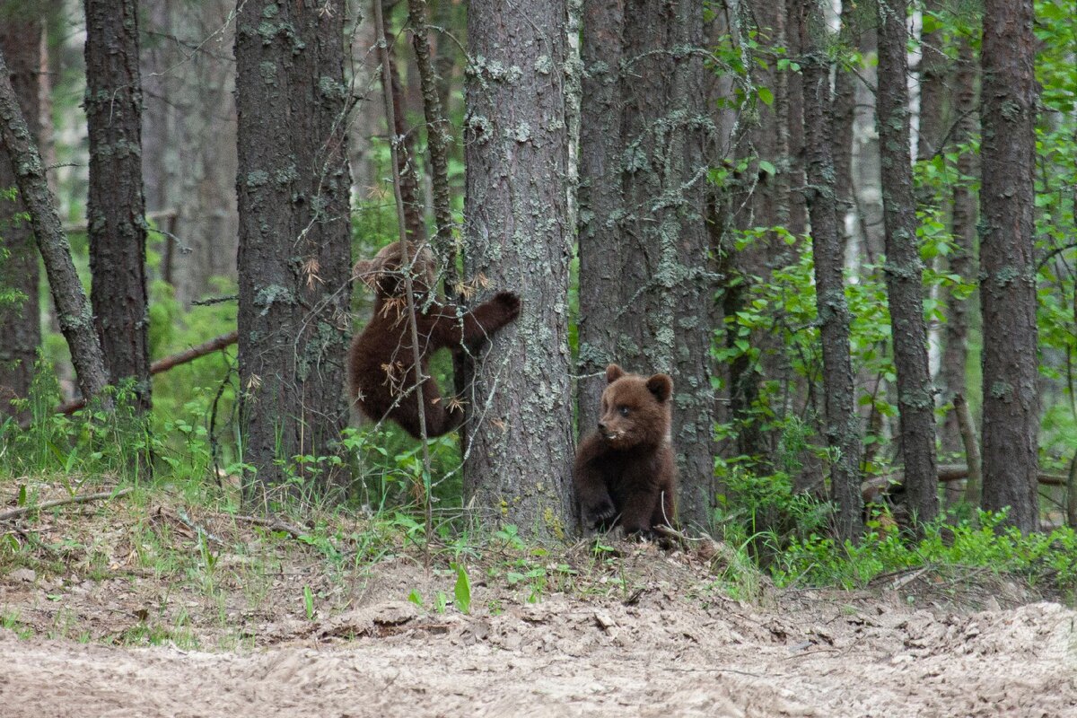 Медведи в Нижегородской области