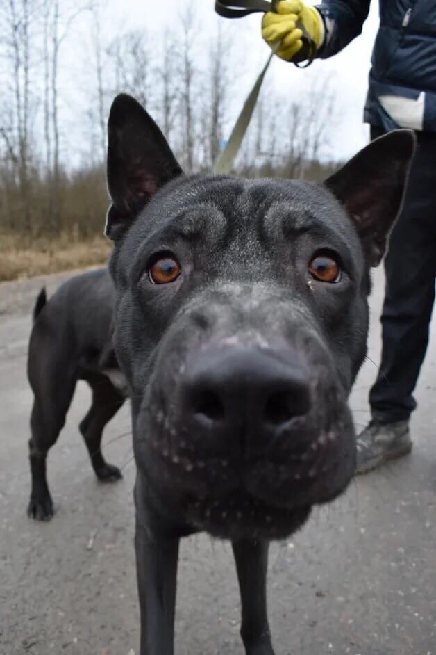 Хозяин, ты ли это?