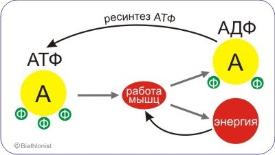 Ресинтез АТФ