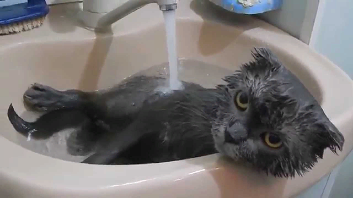 Котятам месяц можно купать. Котенок купается. Мытье кошки. Котик моется. Купание кота в ванной.