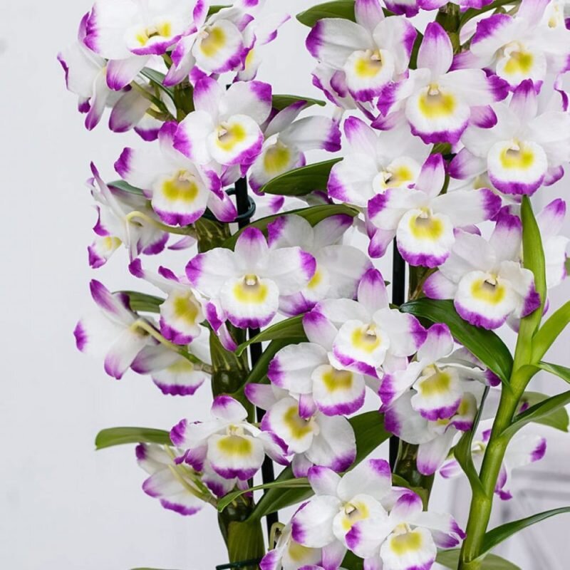 Орхидея Дендробиум нобиле. Иллюстрация для статьи используется с сайта rassadacity.ru