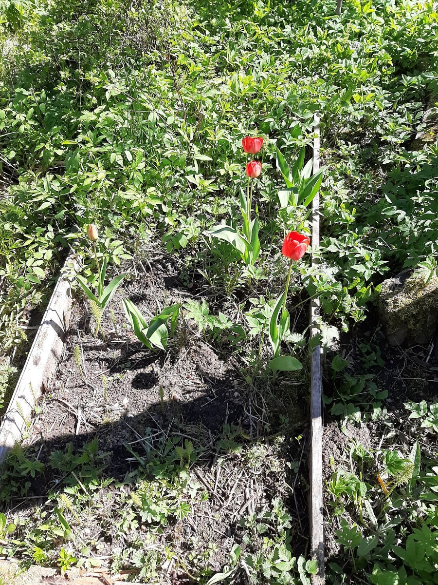 Первые тюльпаны, как раз на границе с соседом слева