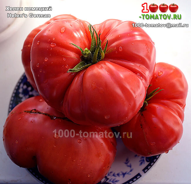 Томат Хелен немецкий
