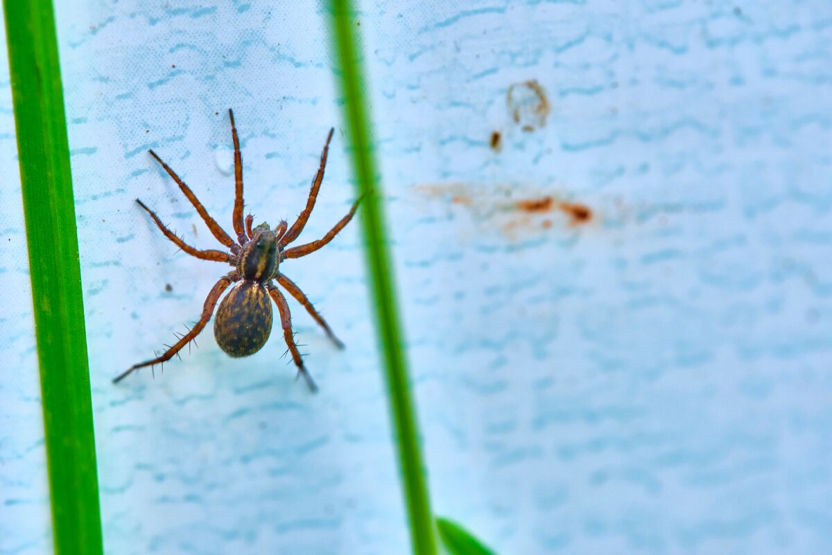 этого малыша я заметил на грядке с клубникой, размером примерно с рублевую монету, но мой объектив позволяет делать такие крутые фотки))