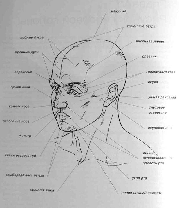 Части головы картинки