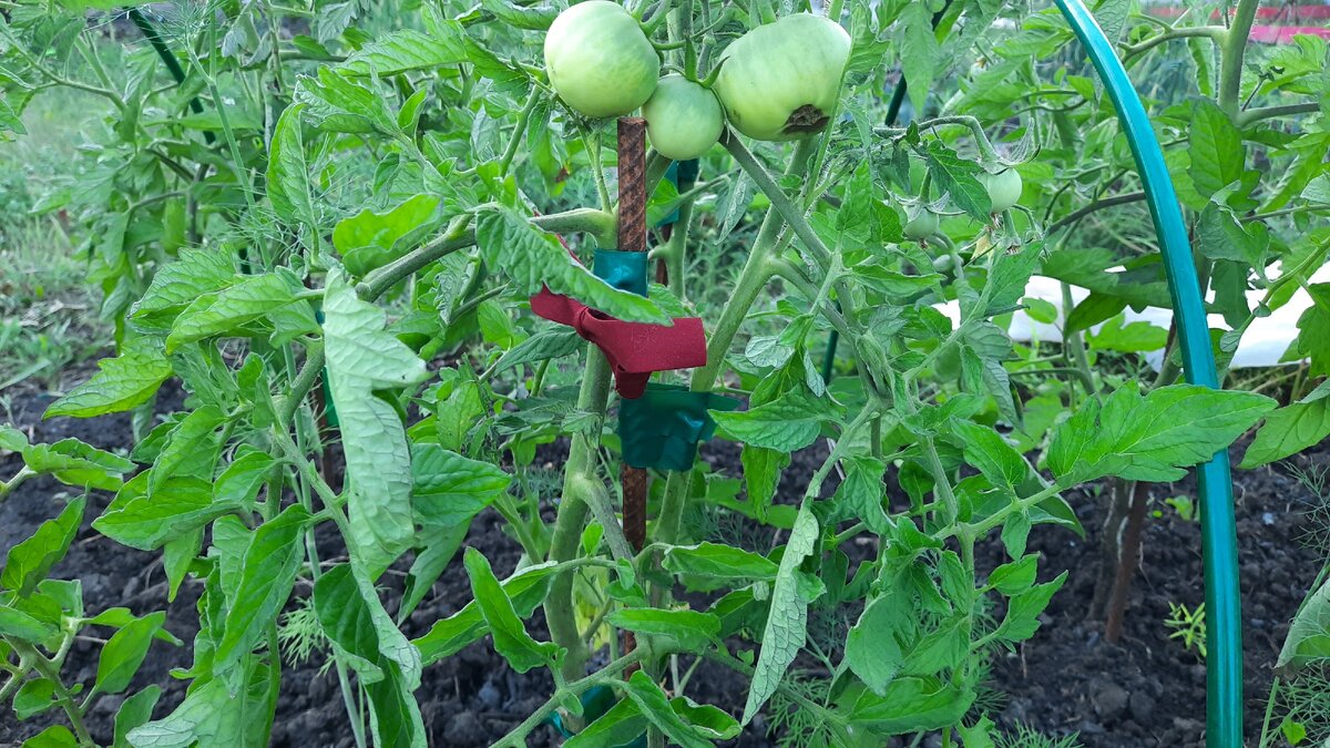 1 куст