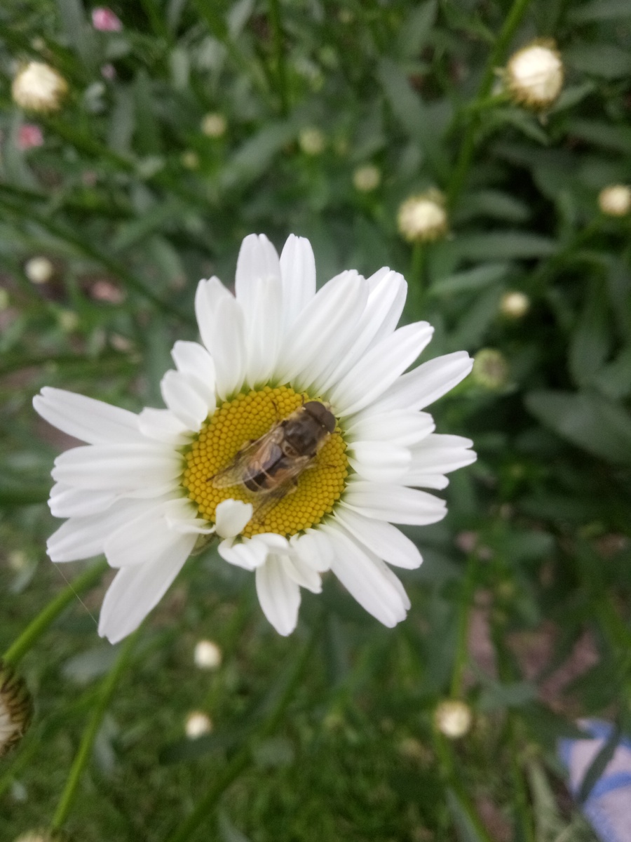 Психология правильного питания. 