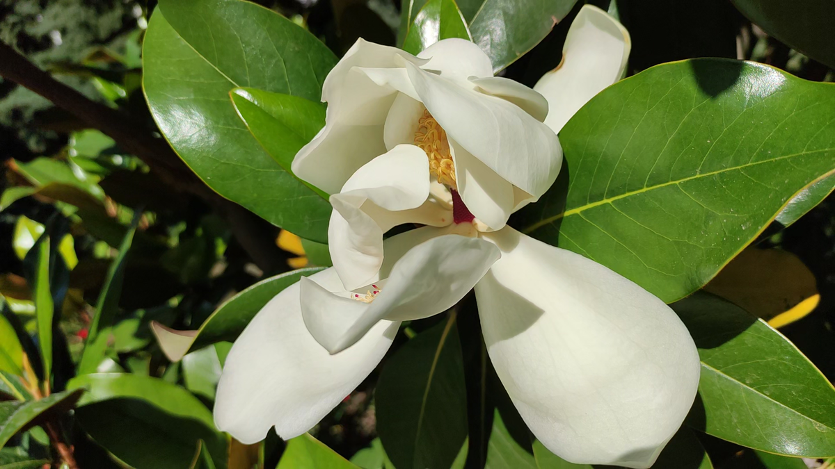 Роскошные цветы!