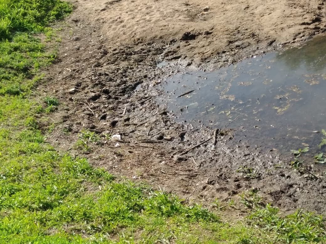 залили растение, болото в горшке, избыток воды для растения, болото в саду