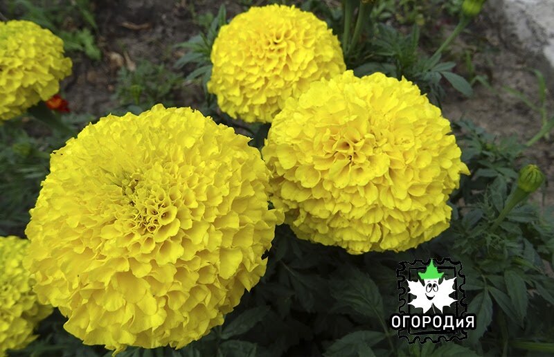 Бархатцы Перфекшн F1 желтые