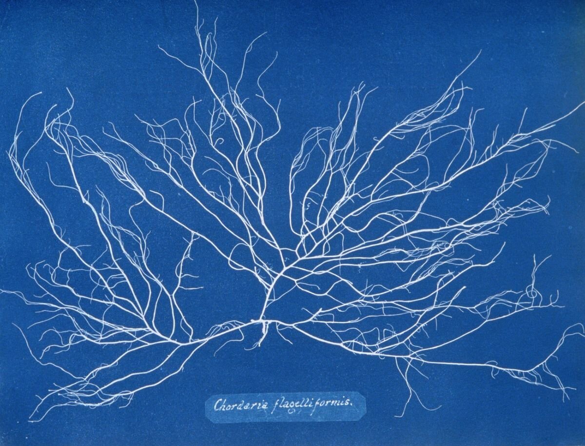 © Anna Atkins / Анна Аткинс