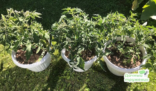 Отсадила в открытый грунт слабую рассаду томатов и оставила без ухода — показываю, что выросло к концу июля