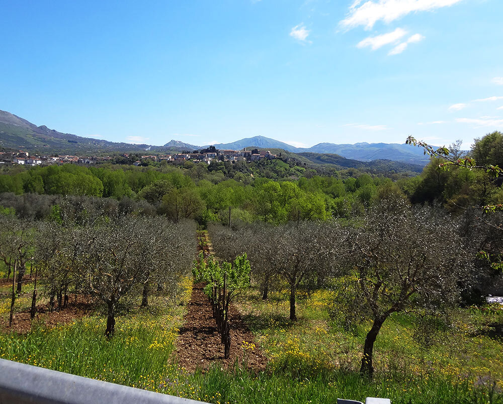Оливы, виноградники и городок Петроса на горизонте, Италия
