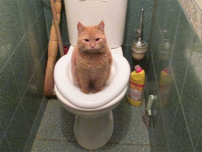 Большой, человческий лоток