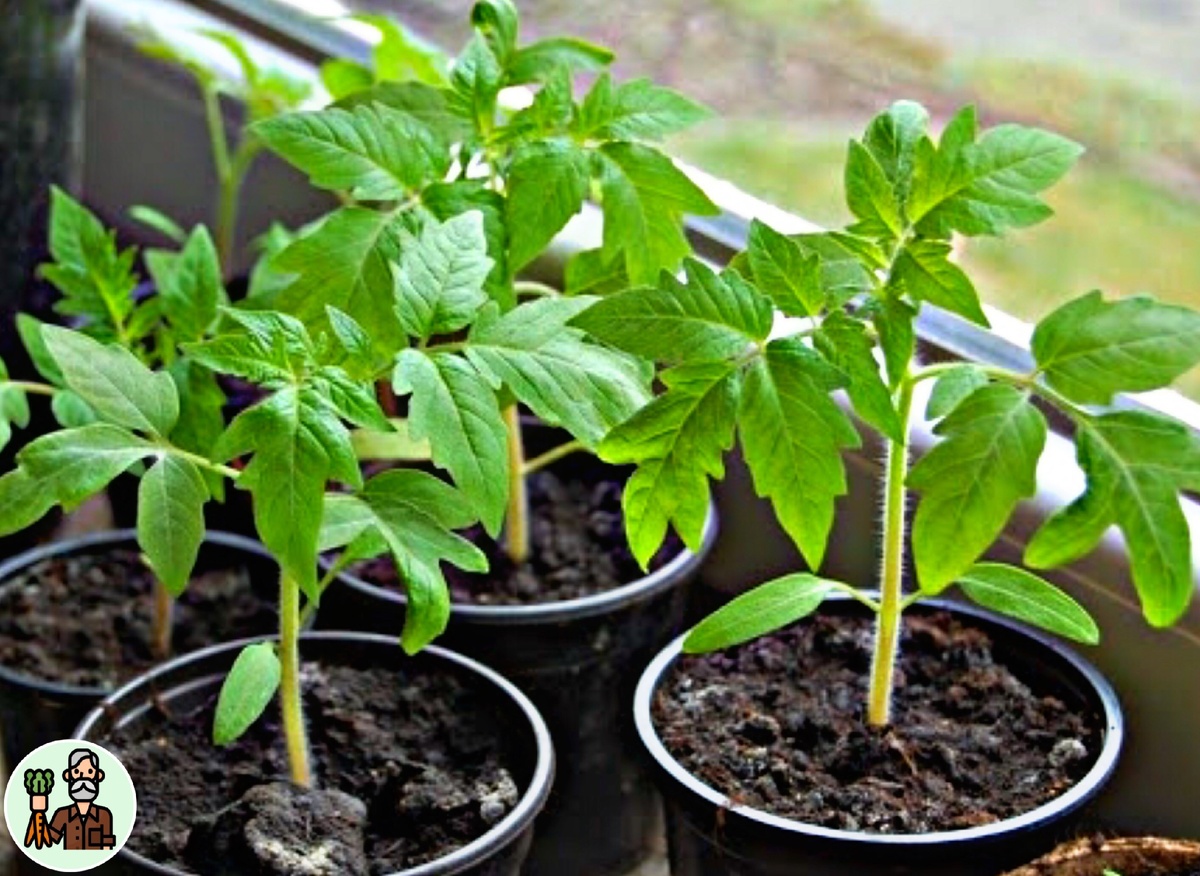 Хочу еще посоветовать рассаду выращивать в покупной земле, чтобы вместе с растениями не взошли сорняки. 