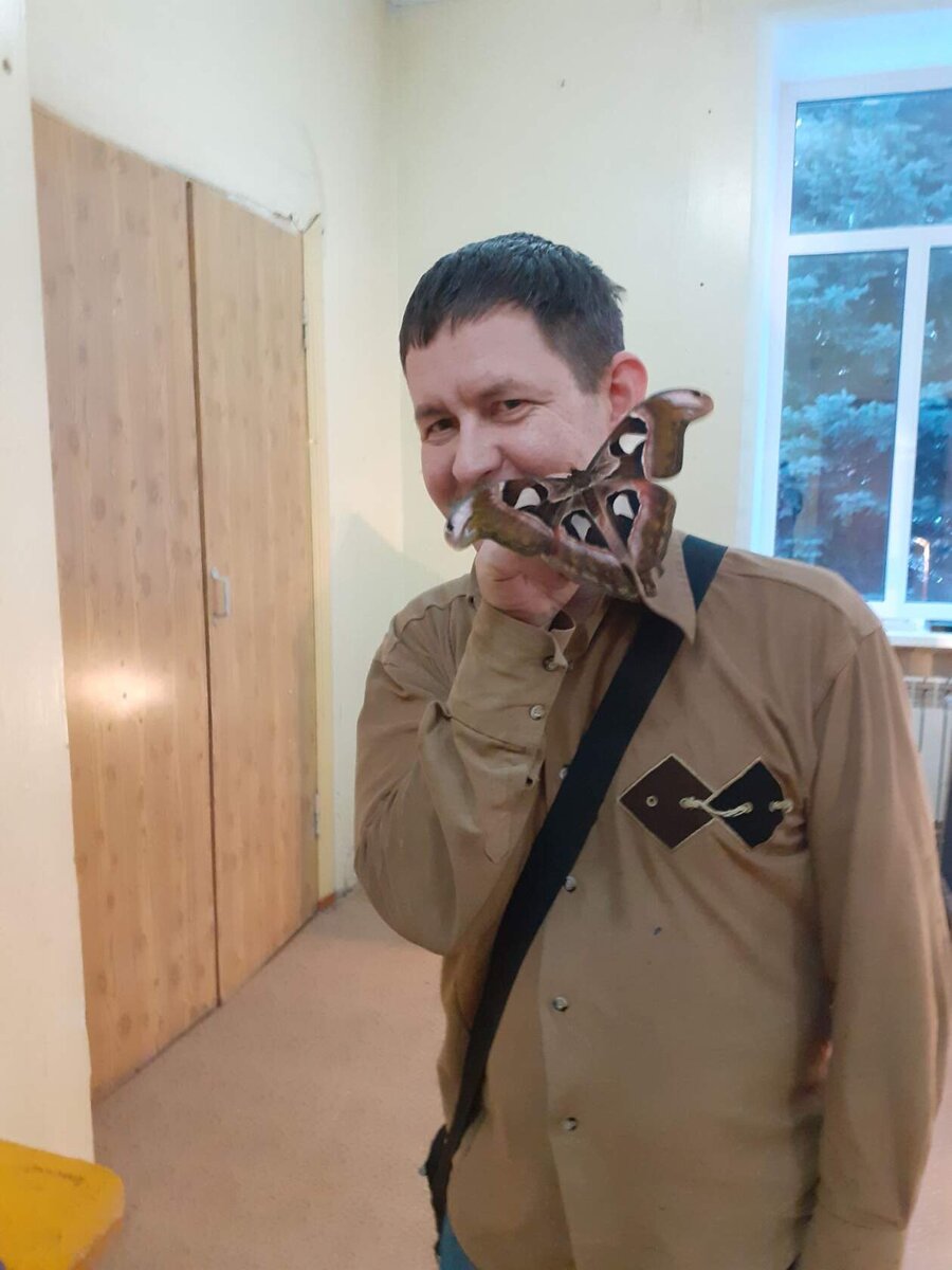 Аттикус Атлас - самая большая бабочка в мире