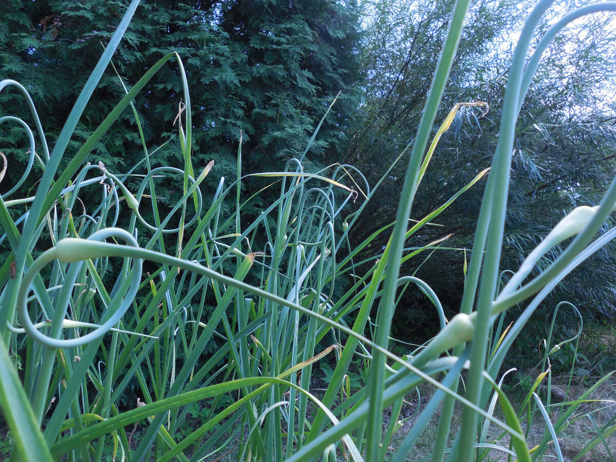 Стрелки чеснока