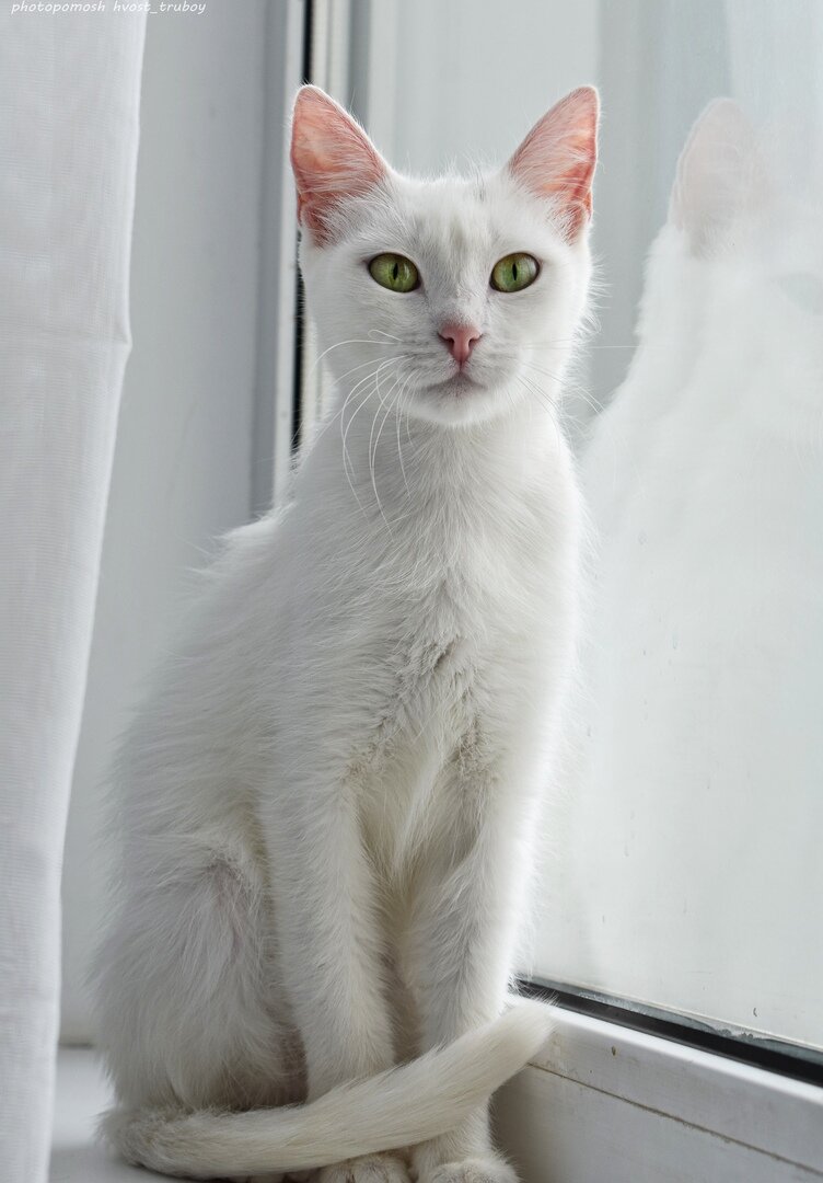 Фотосессия для поиска дома