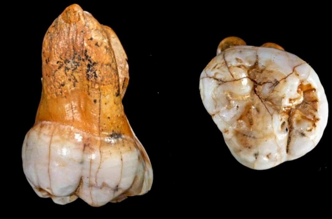 Наука, учёные, ДНК 