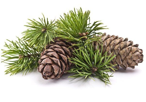 кедр - https://i.pinimg.com/originals/9d/9b/82/9d9b82e8c2807809c1d94dafdcad9174.jpg