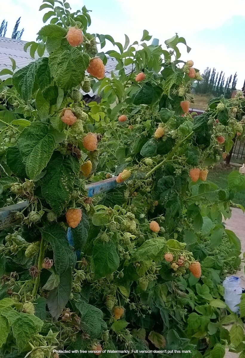 Ремонтантная малина "Оранжевое чудо"