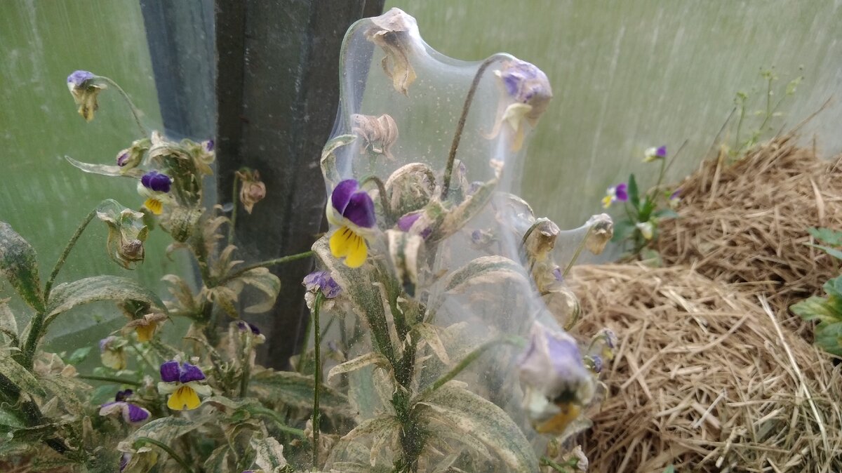 Красиво, конечно, но очень плохо.