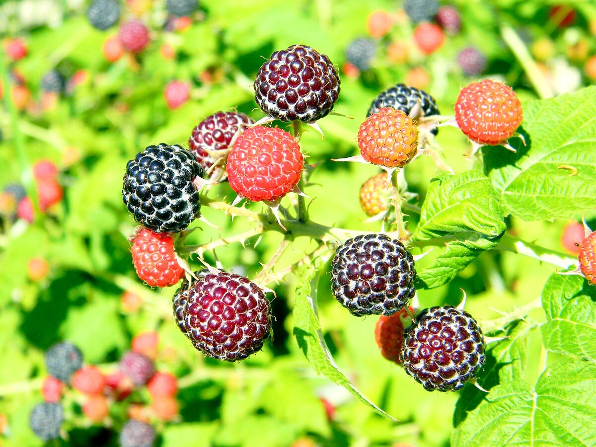 В США была выведена и сейчас выращивается чёрная малина. Это сорт считается самым полезным.