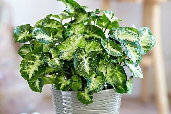 Источник изображения https://roomflower.ru/komnatnye-tsvety/ampelnye/singonium-foto.html