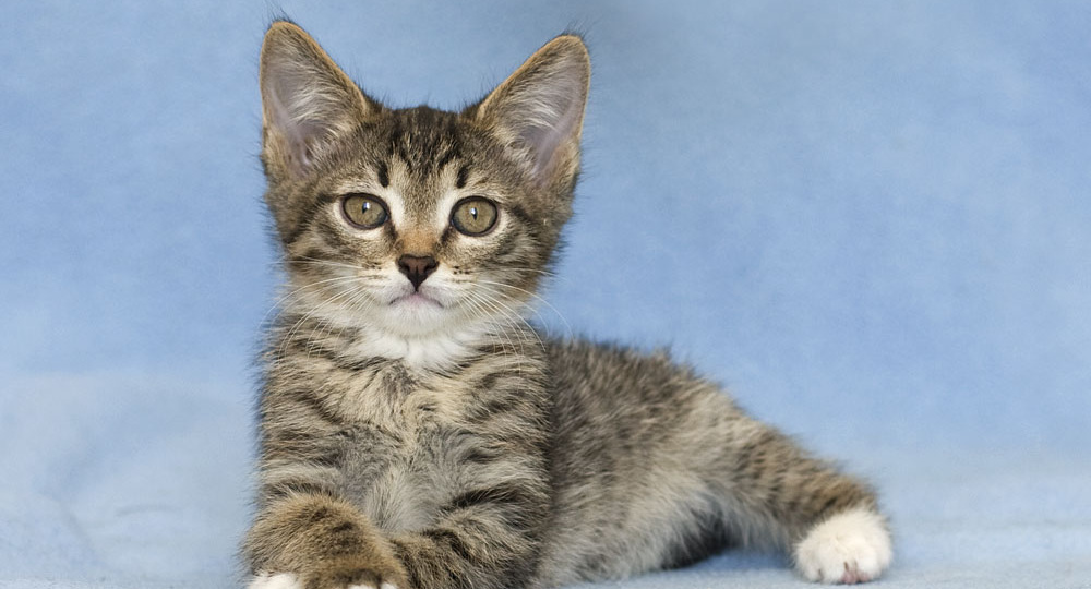 Знакомство с Котом.