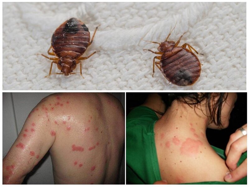 Постельные клопы