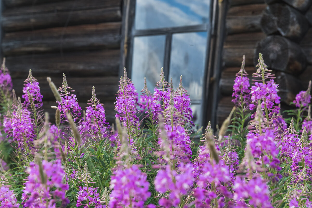 Травы в заброшенной деревне Лунпока выше человеческого роста. Охраняют старые дома почище сторожевых псов. Пробраться сквозь заросли крайне сложно.  