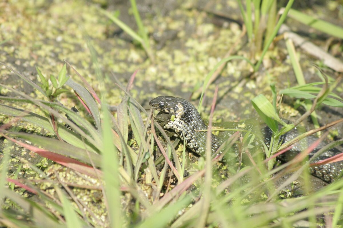 Обыкновенный уж (Natrix natrix). Динской район