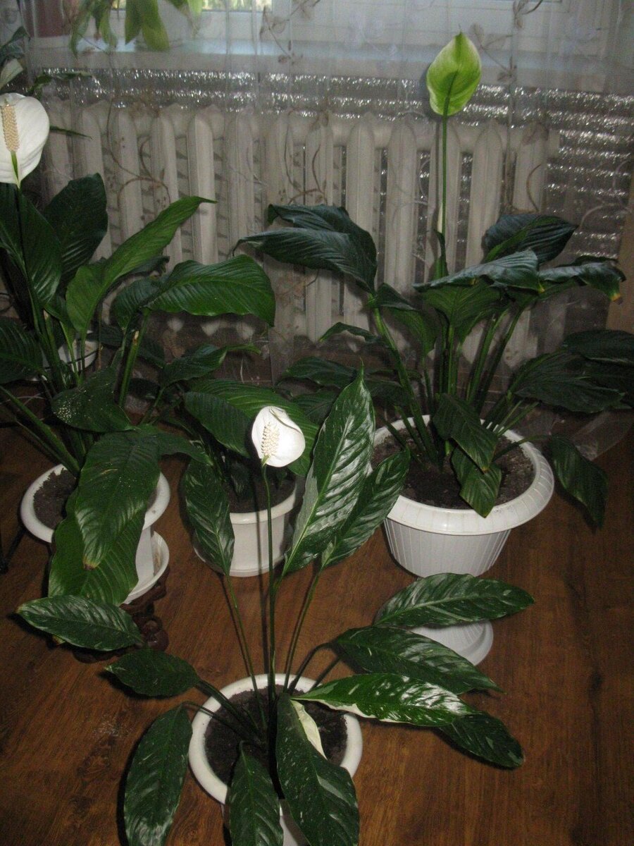 Сортовые Спатифиллумы