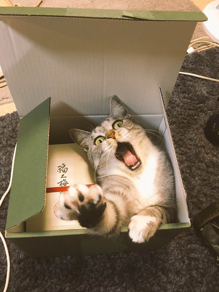кот в коробке. милый box. коты любят коробки. рыжий кот прячется. коробочка с лапкой.